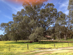Magnificent trees.
